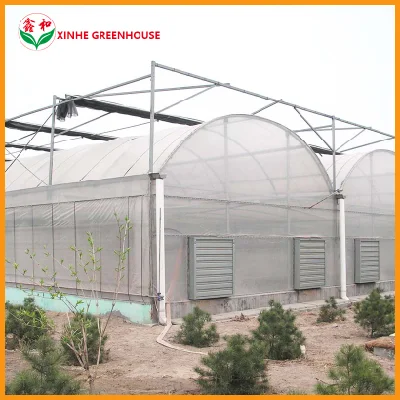 Produits agricoles utilisés en serre pour tomates avec système d'irrigation