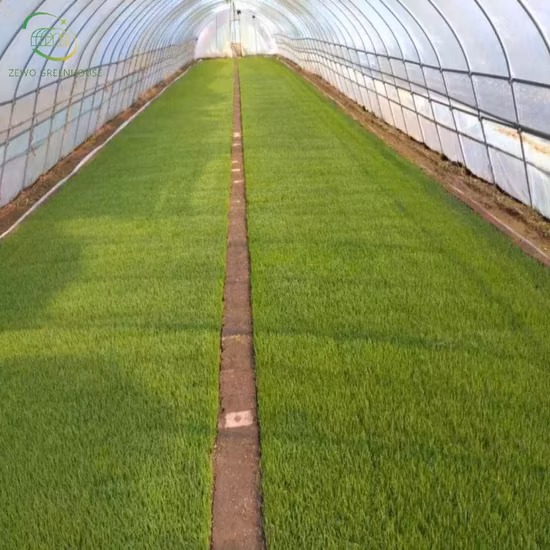 Serre de plateau de semis de production de ventilation double face